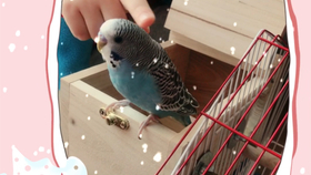 怎么教鹦鹉自己拿东西吃 225b93af4757f6c3707bc60ebef23f1cd9ab69bd.jpg@280w_158h_1c_100q.jpg