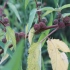 黄麻（锦葵科）—常见麻类植物，重要纺织材料，现在有人用来捆菜