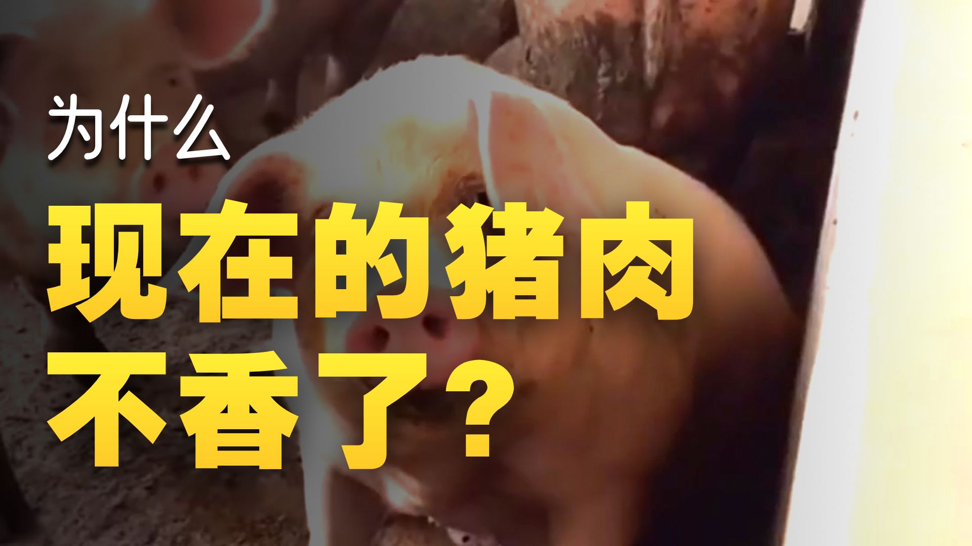 为什么感觉现在的猪肉没有以前香了？