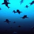 《YouTube搬运》3D动画 鲨鱼狩猎？！