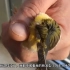 长着锅盖头发型的小鸟硬生生被剪成二愣子