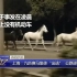 【热线12热线关注】上海：九匹赛马集体“出逃” 公路逆行被送回