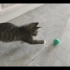 猫猫玩球，这么可爱的小猫你确定不进来看看？