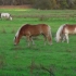 空镜头视频 沙滩马匹动物 素材分享