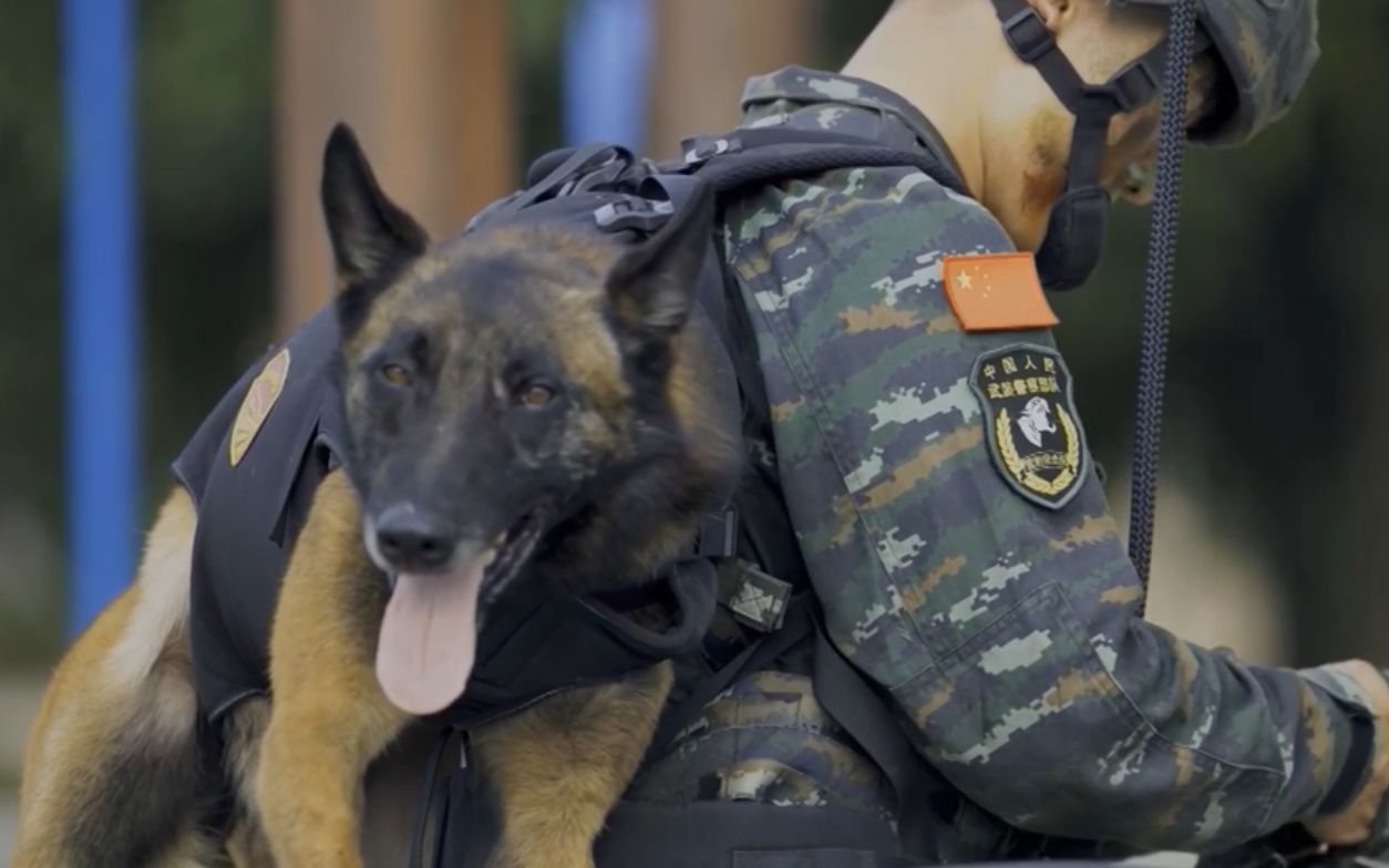 4国训犬师首次抵达阿尔及利亚参加“国际军事竞赛-2021”之“忠诚朋友”国际军犬大赛 - 2021年8月9日, 俄罗斯卫星通讯社