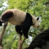 【大熊猫萌兰】叼着小绿车上树。2022.8.20.摄于北京动物园