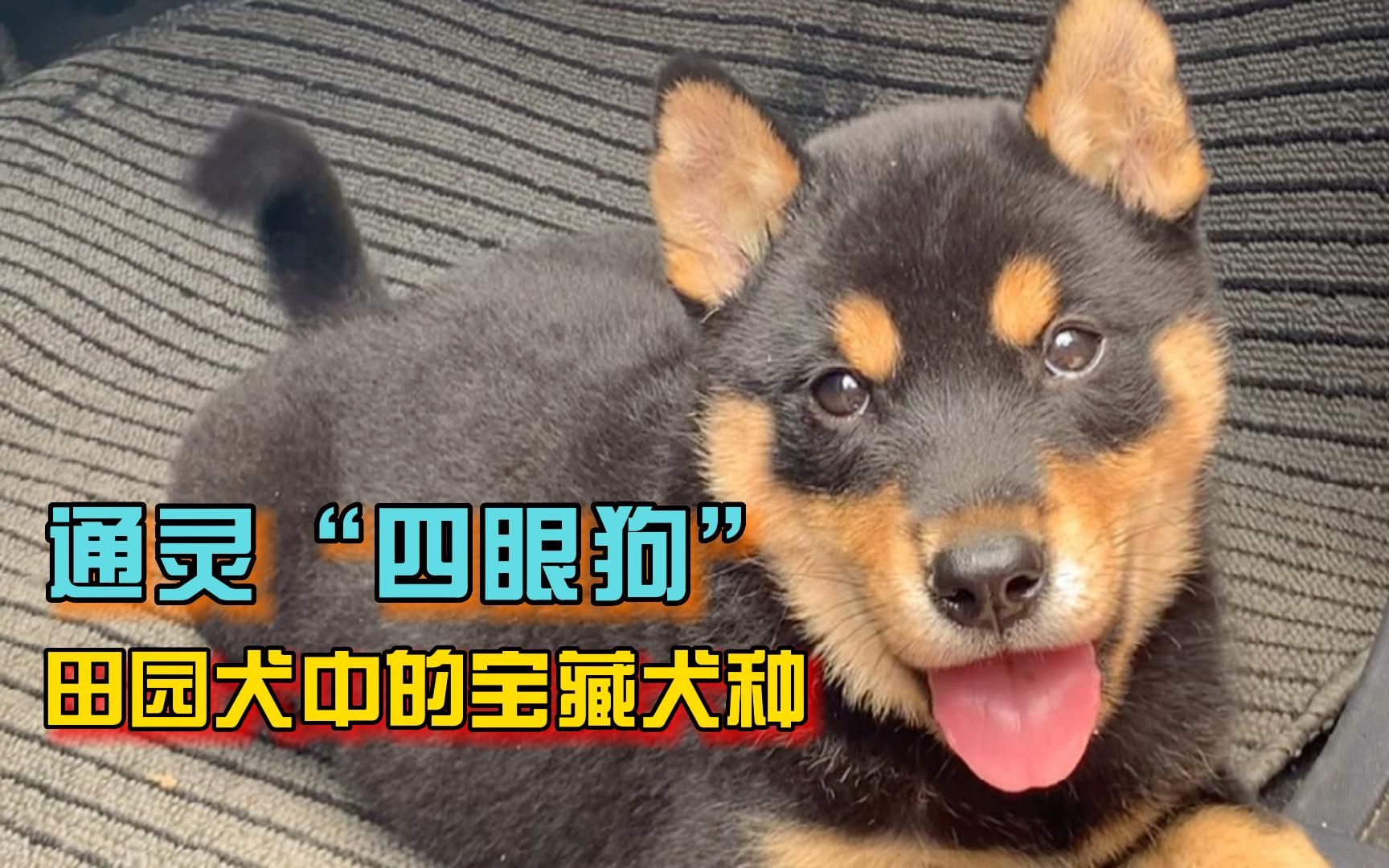 逐渐消失的纯种中华田园犬，通灵四眼狗，田园犬中的宝藏犬种