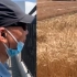 北京三环内“世界最贵麦田”收割 市民隔栅栏围观：每年都来闻闻麦香