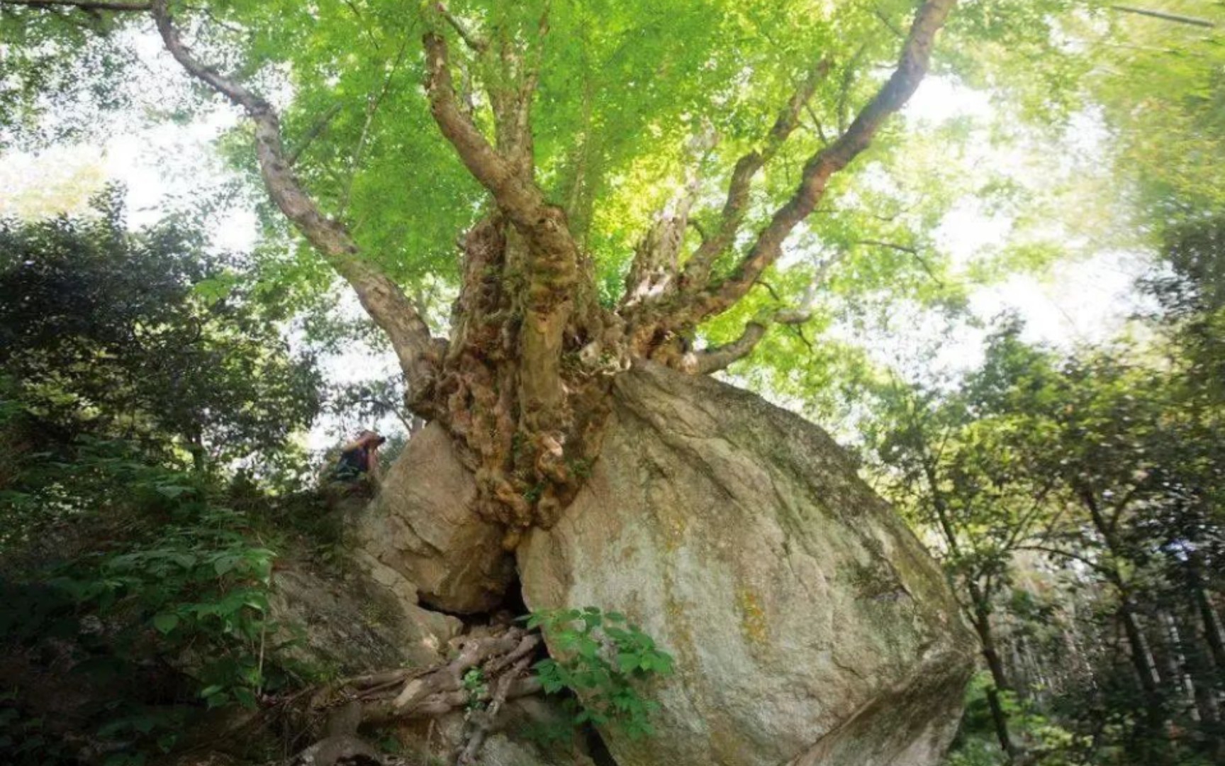 湖北十大最美古树之青檀