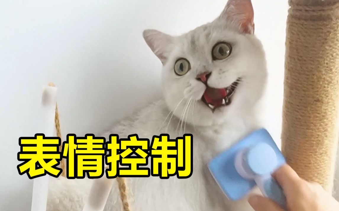 公司又来了一只自闭症的猫! 钱理想吸猫小剧场!钱理想表情正式上线啦!!!哔哩哔哩bilibili