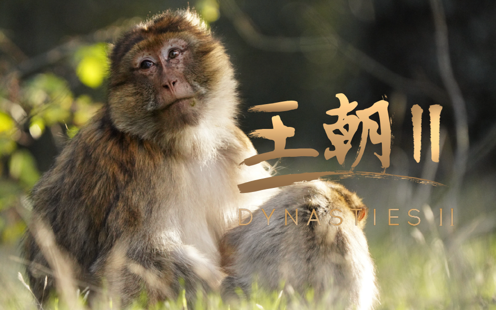 【纪录片】王朝2 05 猕猴
