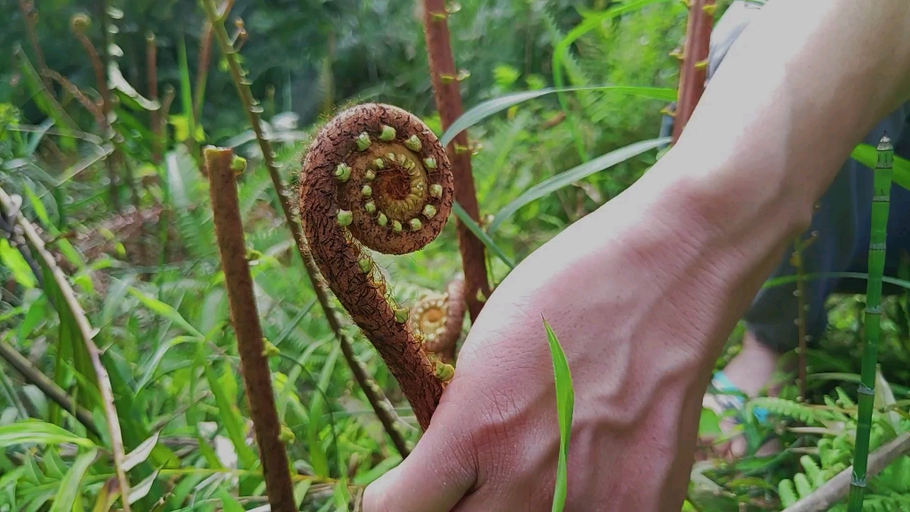 这种蕨菜估计你没有吃过