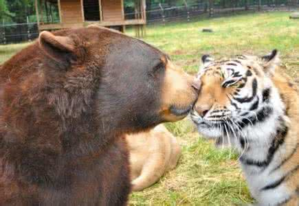 当熊和老虎看见俄罗斯人时....