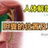 【人体解剖学干货】胆囊的位置及功能