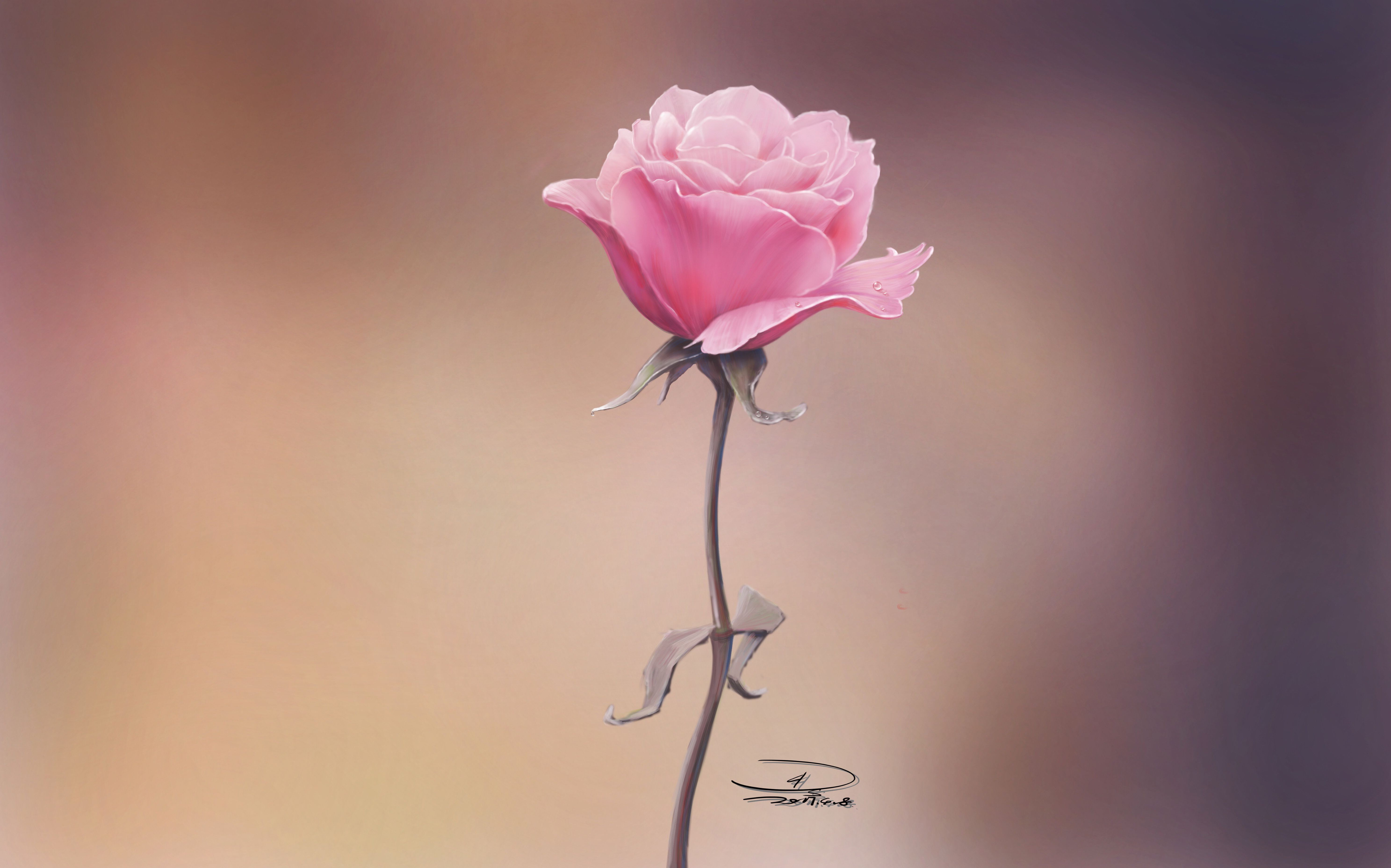 高清晰带水珠的粉红玫瑰花壁纸