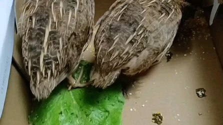 买了两只老母鸡，结果还得自己养大才能吃，造孽呀 #万万没想到 #惊不惊喜 #搞笑