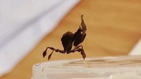 239ab6b0d8ddde62033d9f5a947fde5a0caf3bf6.jpg@280w_158h_1c_100q.jpg