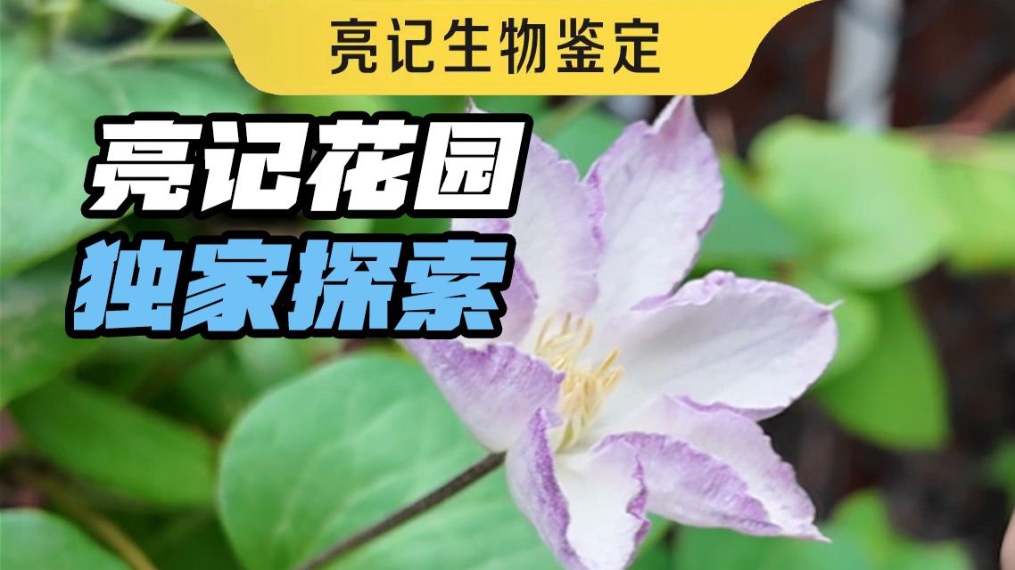 我不上班的时候净种地了