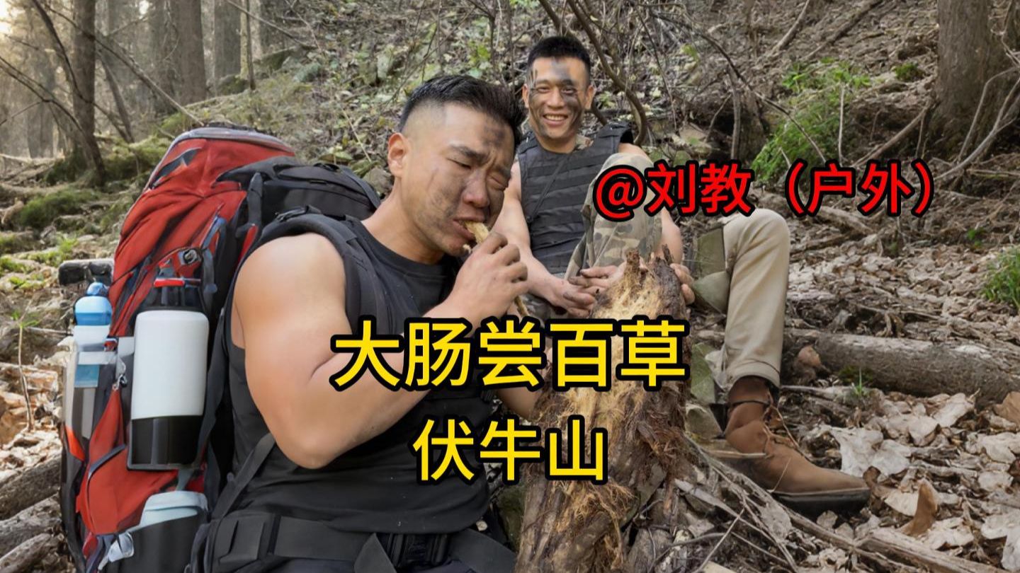 跟着刘教进山尝百草，在山上把野草吃了个遍