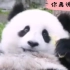 成精了！听得懂四川话的熊猫滚滚