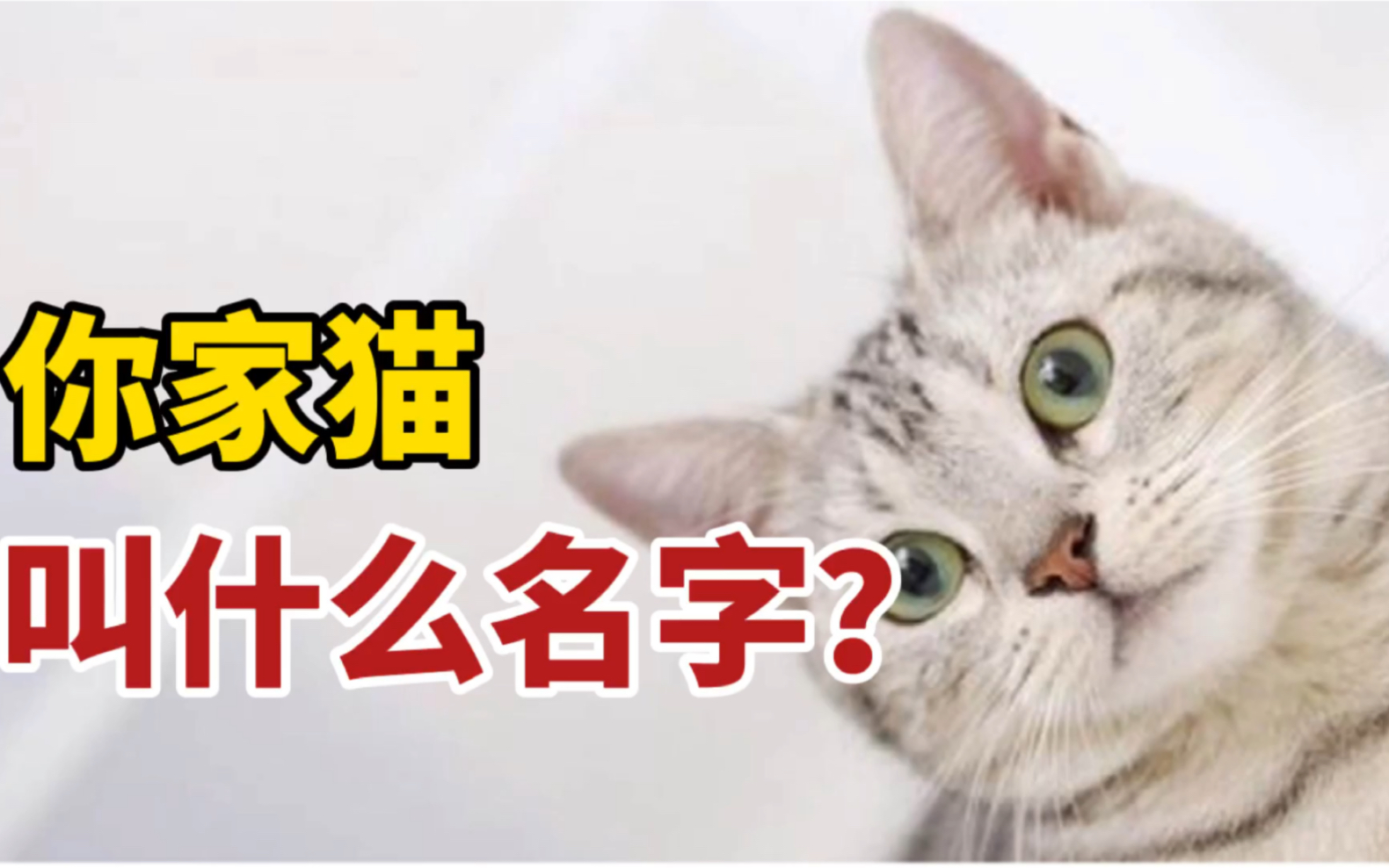 猫咪取名大全你家猫叫什么名字