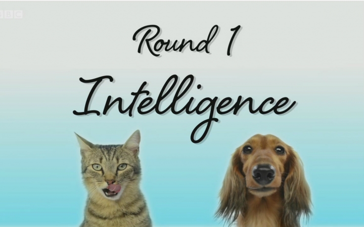 bbc.喵汪大比拼.cats.v.dogs.which.is.best.2016.简介[英字]