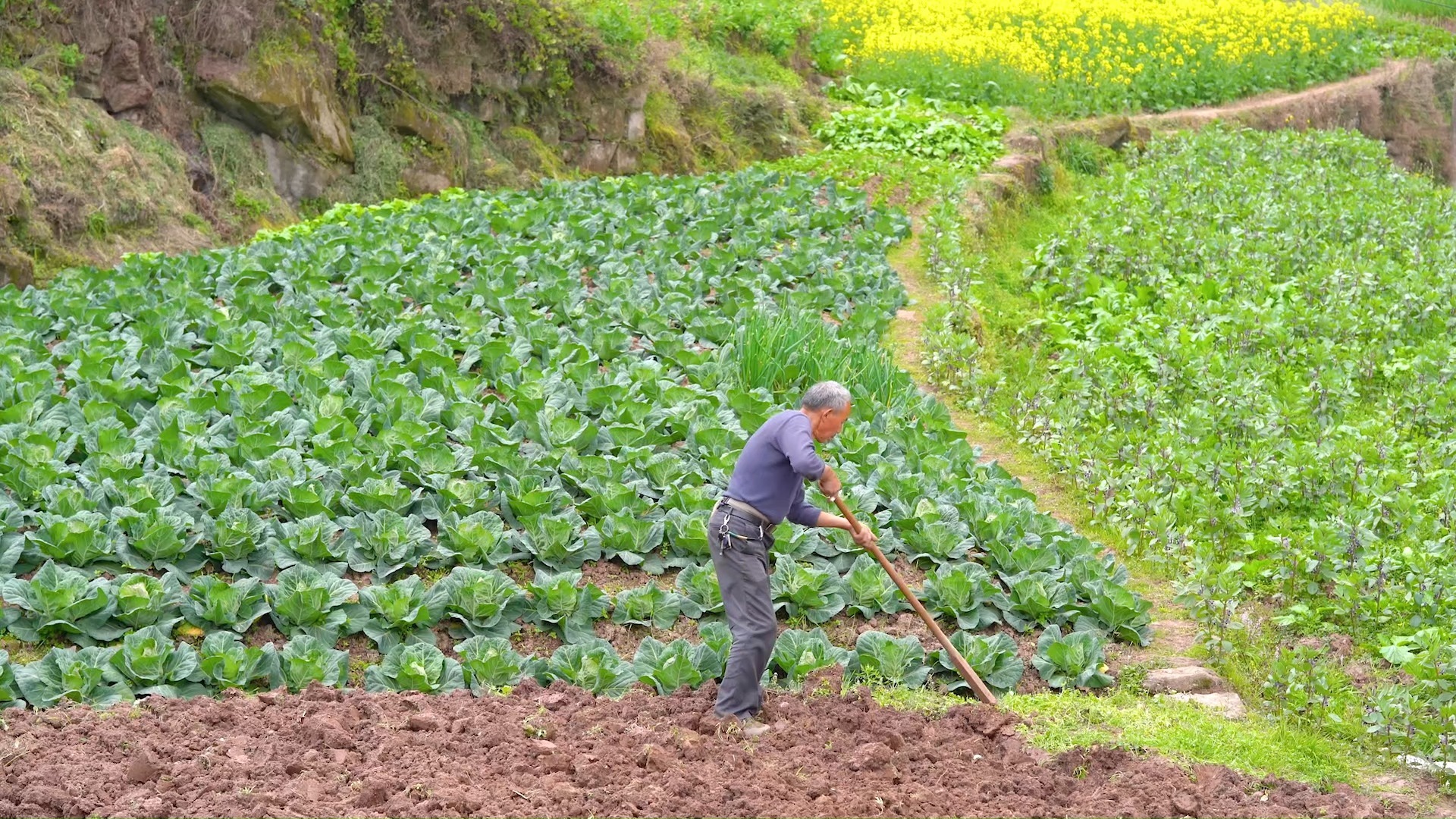 【空镜素材】锄地犁地