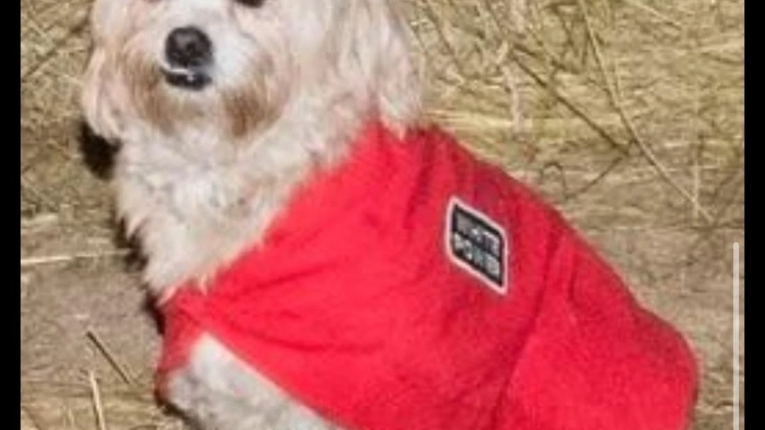 (全专泄露) Ye - CUCK / WW3 早期版本