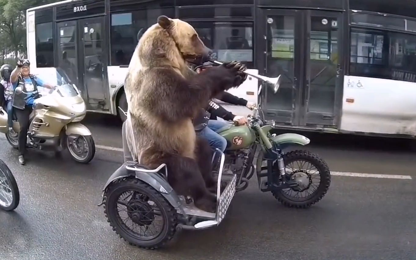 笑死，堵车后棕熊一直吹喇叭催快走，俄罗斯人？熊？