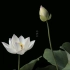 【原创】【延时摄影】每天来看一朵花开/白莲/白色单瓣荷花