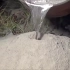 600度铝液倒入火蚁窝，凝固后挖出竟长达45.72厘米