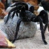 足长30公分的巨型蜘蛛，捉鸟捕蛇样样精通，好恐怖