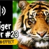 老虎 #23 吼叫 叫声 动物 音效 (HQ)