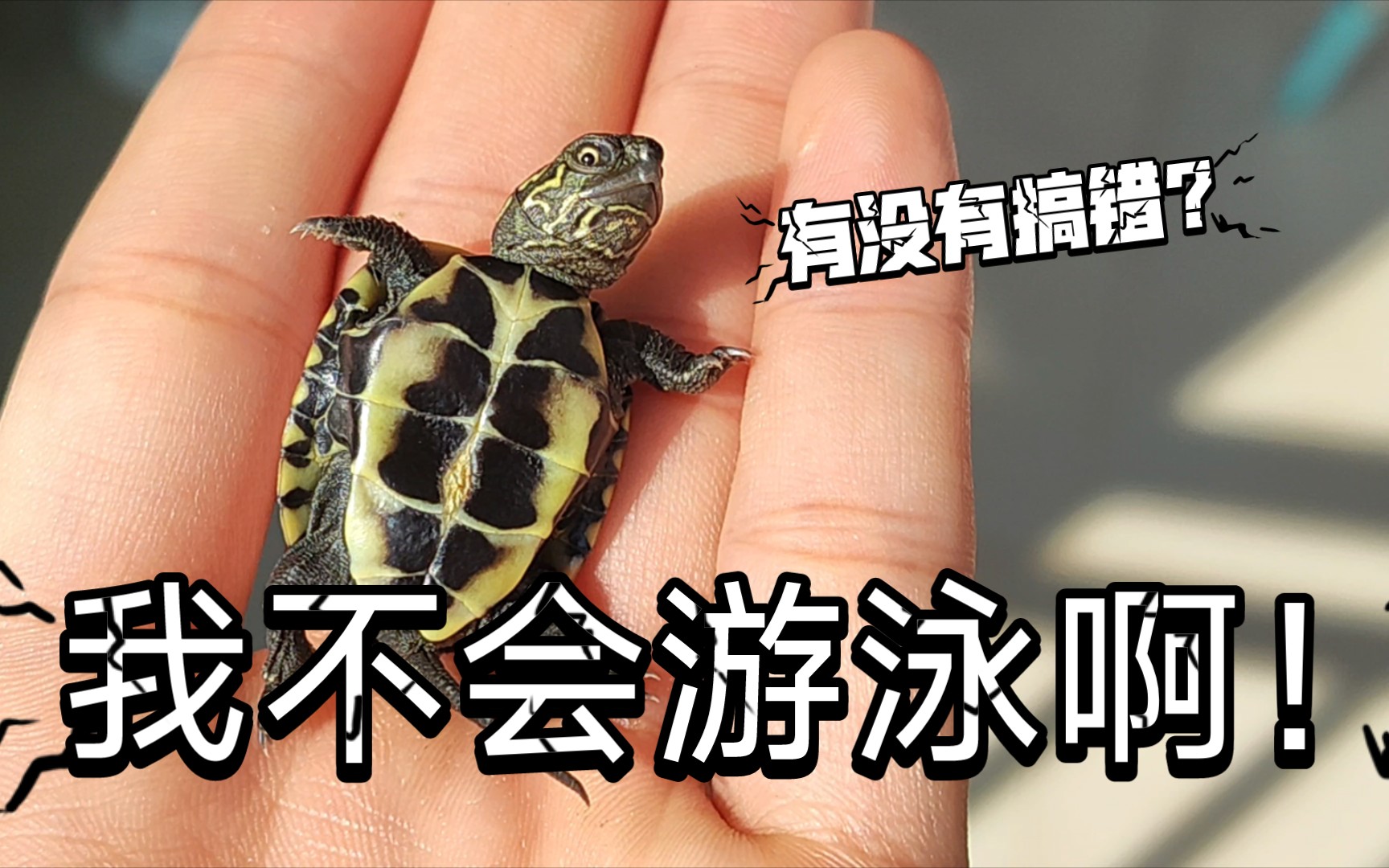 为什么你的草龟不能用深水去饲养?