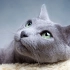俄罗斯蓝猫超详细介绍，小众到经常被认成英短