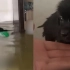 小黑狗被困洪水拼命游泳自救，四脚扒拉猛刨，现场凄惨哀嚎不断！