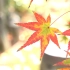 4K Autumn Leaves 京都红叶 2016.11.24/25