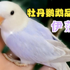 牡丹鹦鹉伊莎，紫伊莎，蓝伊莎，墨伊莎，松石伊莎，和熏类的区别