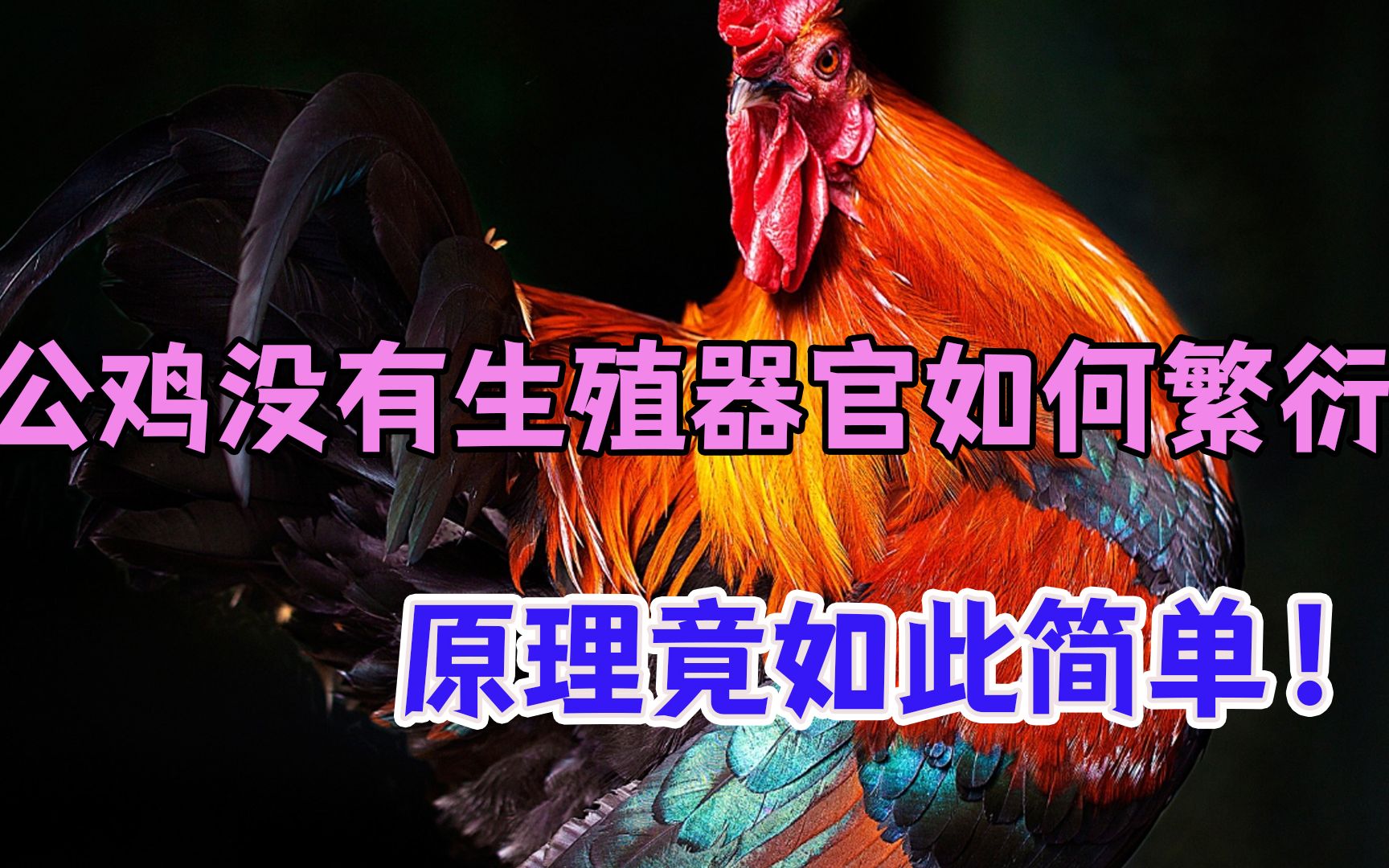 【动物世界】公鸡没有生殖器官是怎么完成交配的？