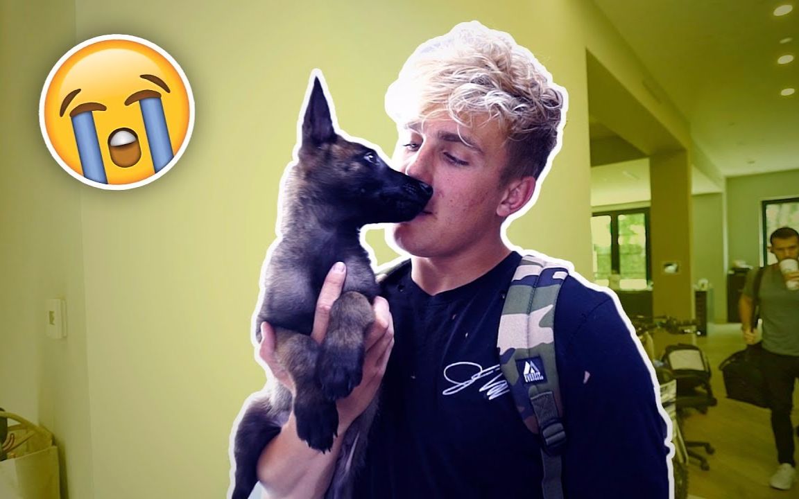 jake paul daily vlog 335 - i have to leave my dog