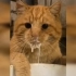 猫: 糟糕偷奶喝被抓住了，怎么办怎么办啊？