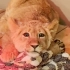 救助小狮子想念园长爸爸，委屈得缩成猫猫团