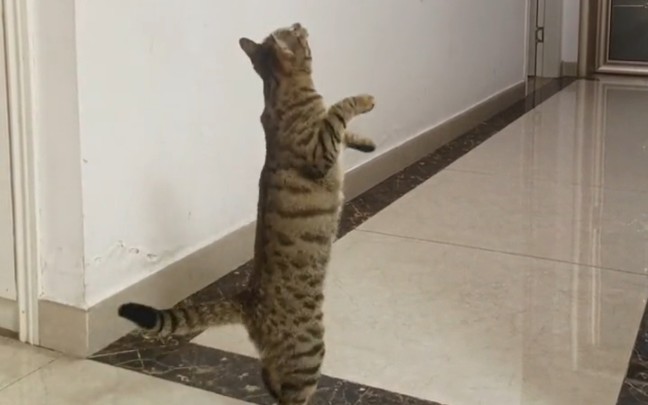 当我给猫买了只玩具鸟，结果……得了，又是一个多多不喜欢的玩具……
