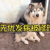 无忧发病兹牙 老叔铁锹下去马上老实了