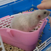 【鼠好人坏】假寐小鼠成功抓获铲屎咸猪手
