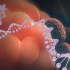 【纪录片】《动态基因组》 02：基因开关