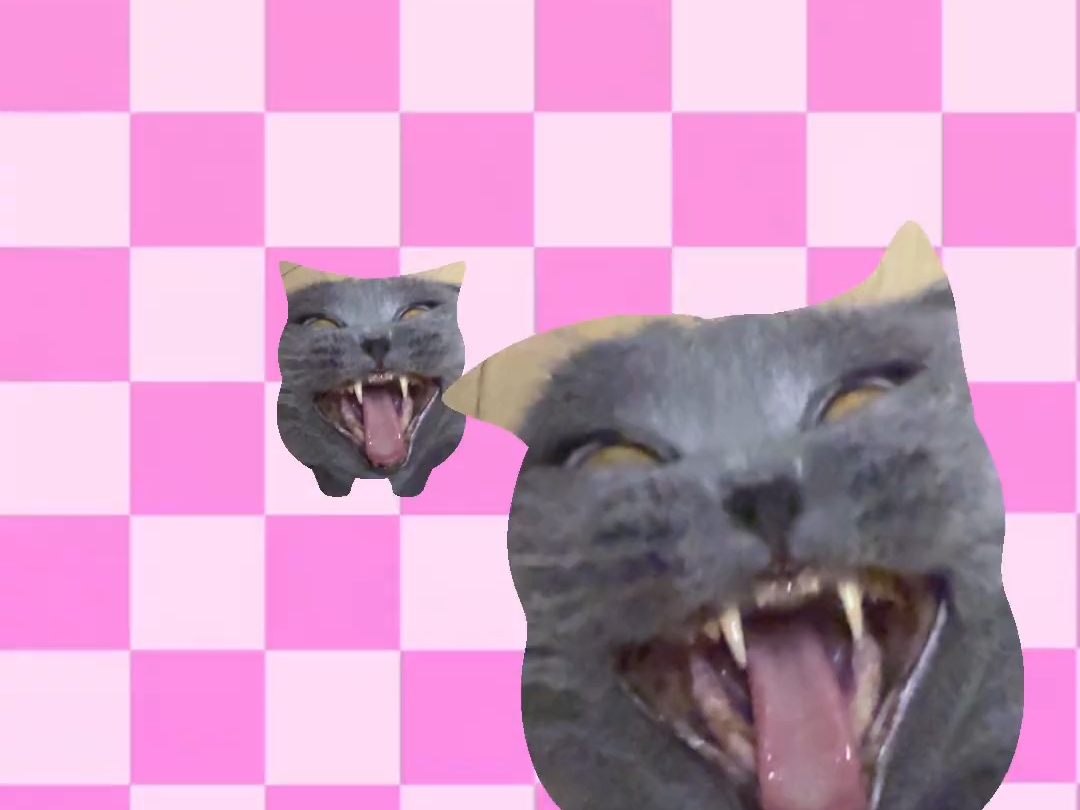 被生活磨平了棱角的小猫。