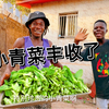 在非洲开发小菜地有多爽，循环起来根本吃不完，连家里大鹅都有份