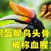 为何盔犀鸟头骨被称血腥文玩？为何盔犀鸟，会因头骨险灭族