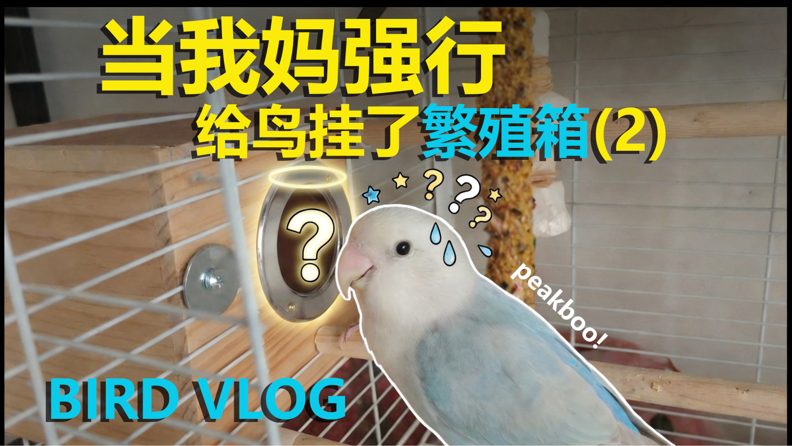 当我妈强行给鸟挂了繁殖箱（2）